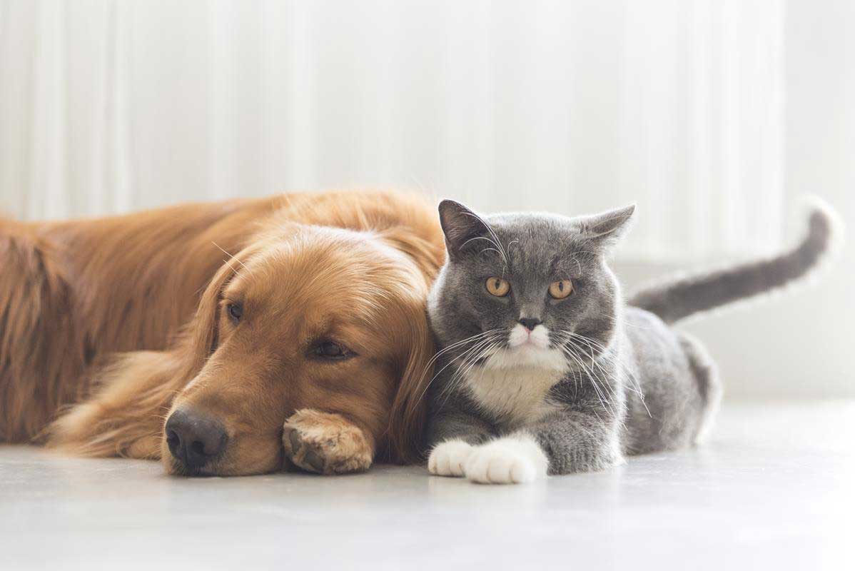 about our veterinary practice  Ventura, CA