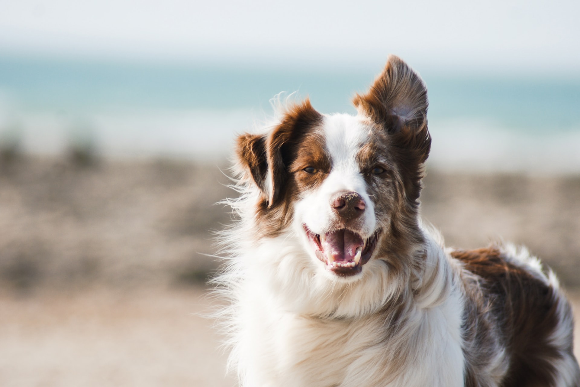 Veterinarian in Ventura, CA