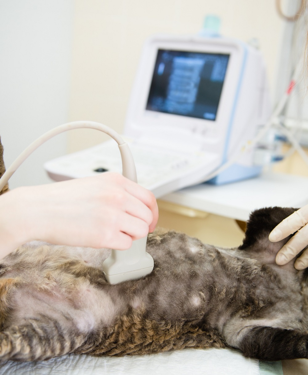 Ultrasound  Ventura, CA