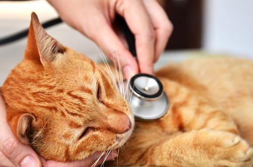 veterinary services Ventura, CA
